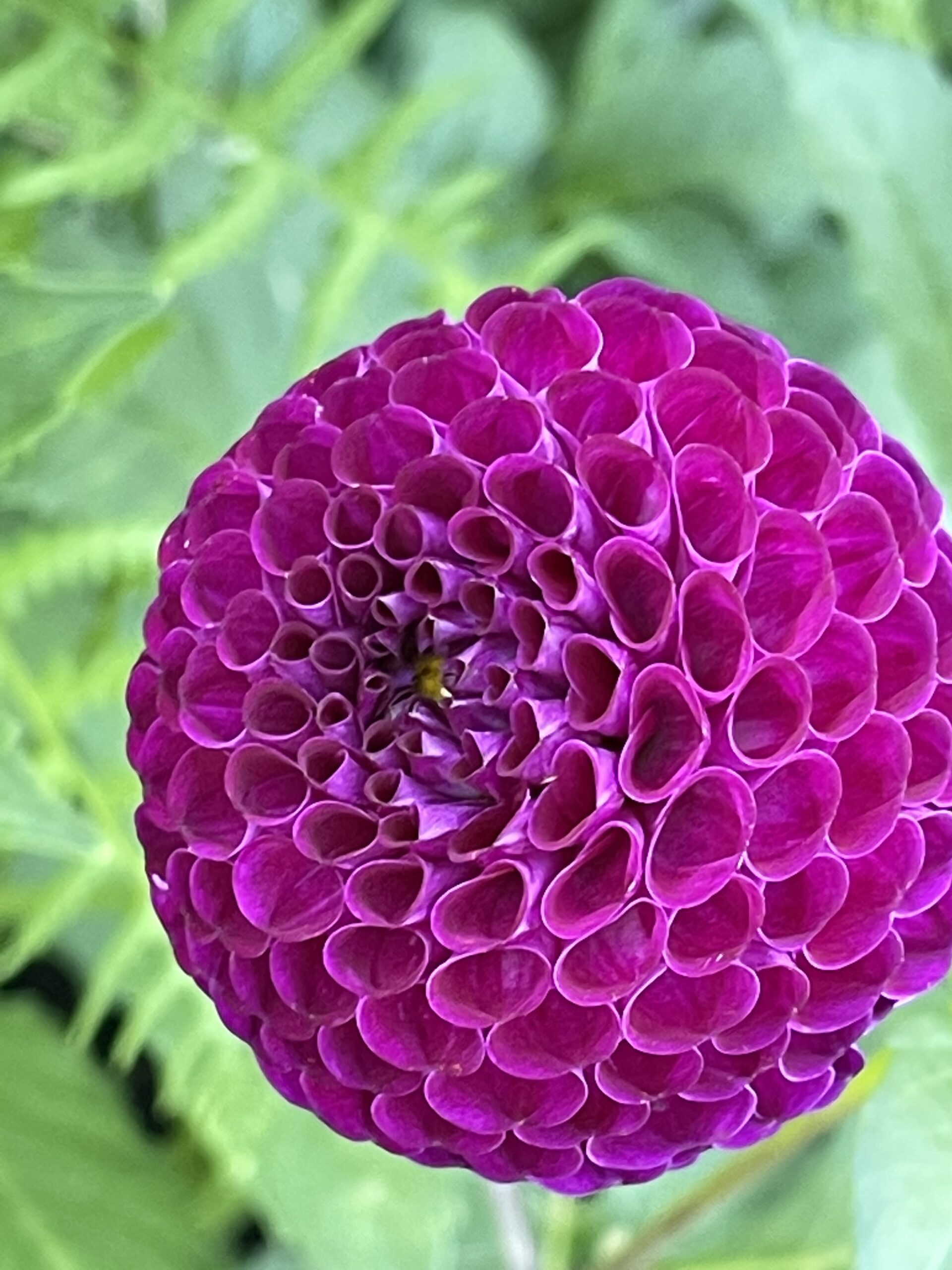 Dot Com Dahlias - Wild Horse Gardens, LLC