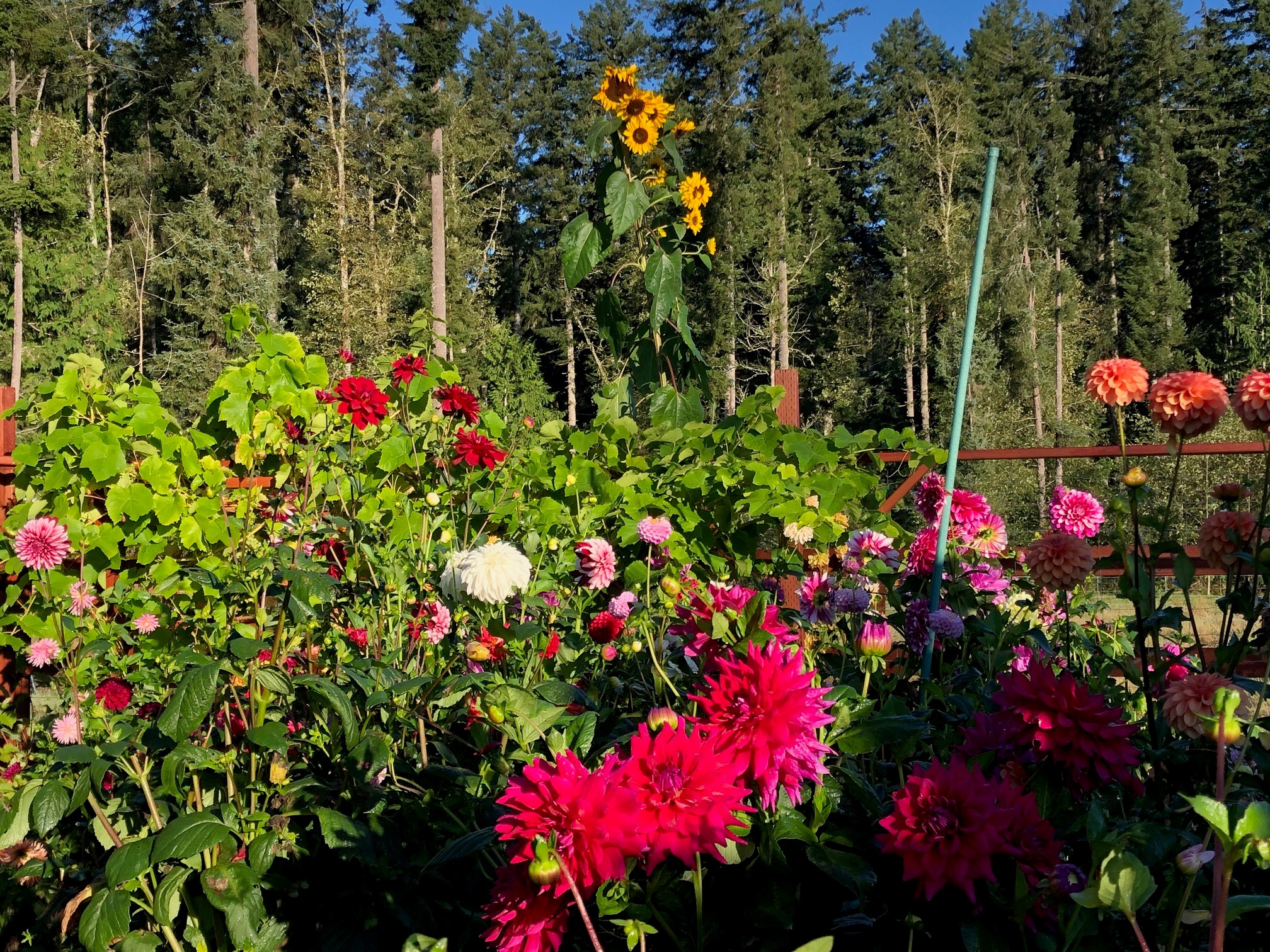 Dahlia patch in 2021 with Chloe Janae beaming from the foreground and a tall sunflower in the background against a forest backdrop.