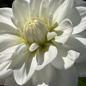 White flower with yellow center full frame. The petals are glowing in the sunlight against a black background.