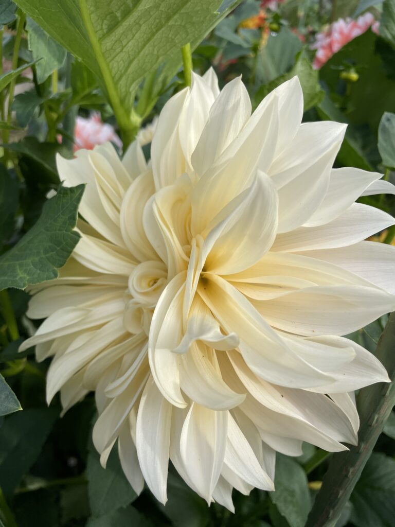 Crème Dahlias - Wild Horse Gardens, LLC