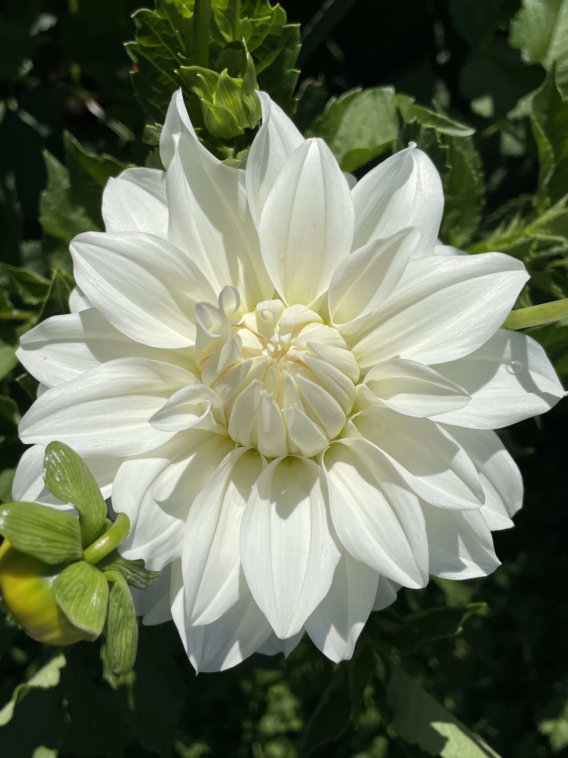 Lady Liberty Dahlias - Wild Horse Gardens, LLC