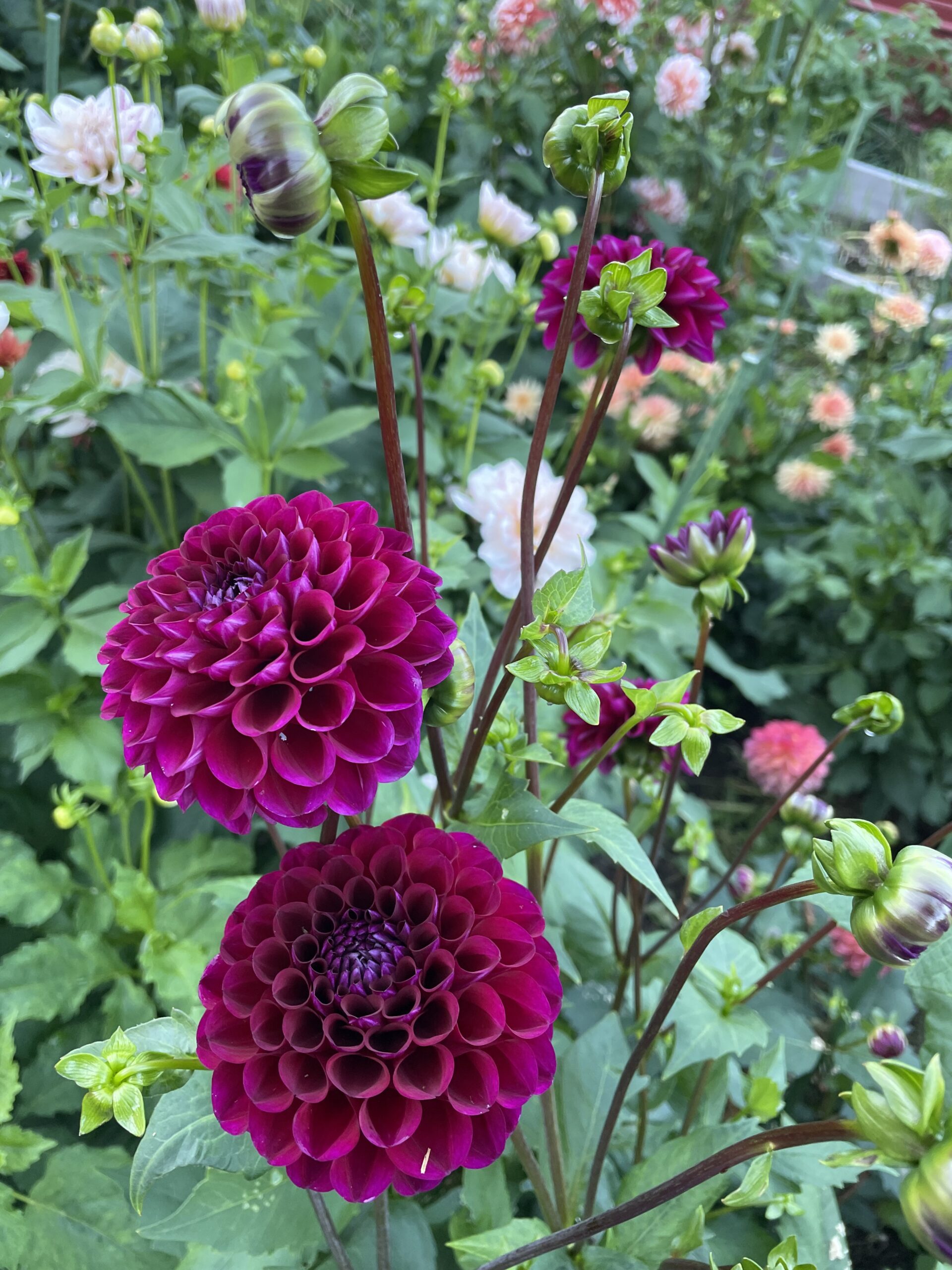 The best image to show the darker purple hues of the Jason Matthews Dahlias, this image has two blooms in the foreground and green plant in the back ground.