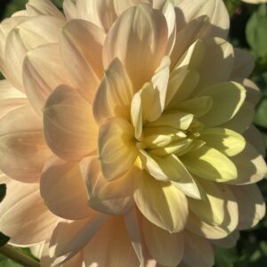 Up close shot of Day Dreamer shows the soft peach outer petals and yellow center.