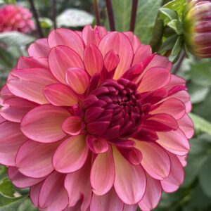 This bloom is surrounded by greenery and stems, with a bloom in the bottom left corner that fills 3/4 of the frame.