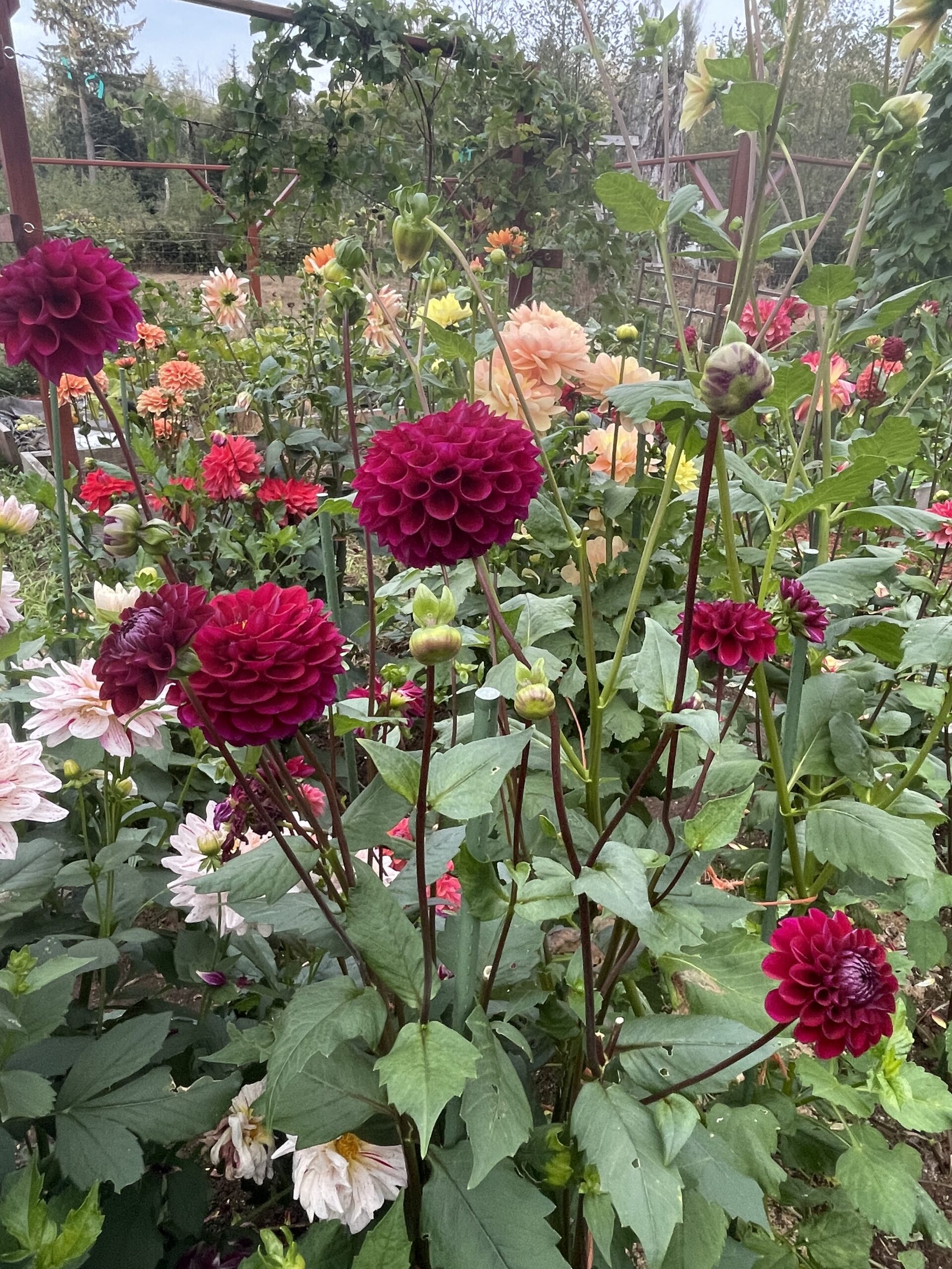 This image shows the plant with several blooms and buds. In the background are other plants. This plant shows Jason Matthews Dahlias. long stems.