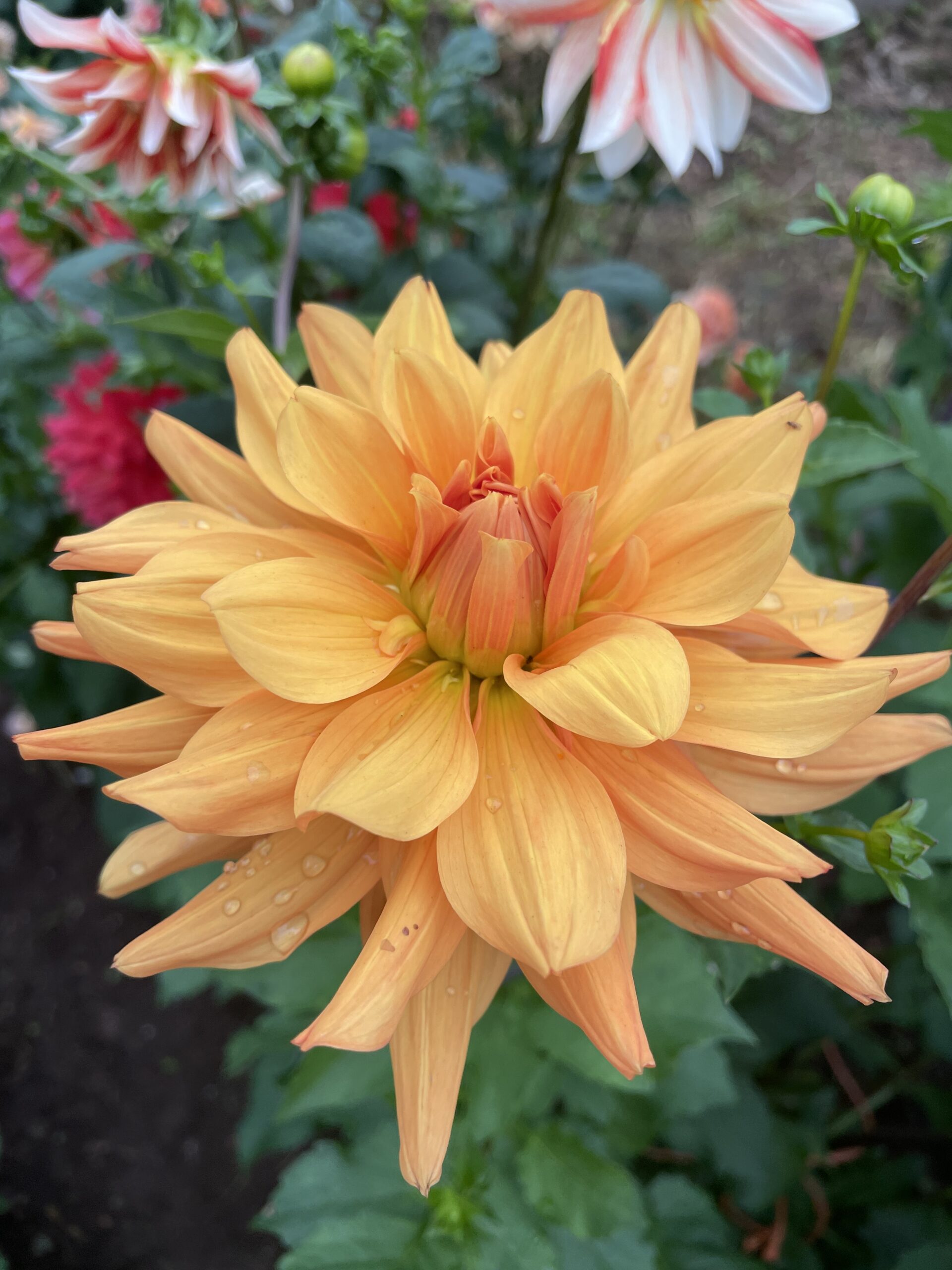 Andrew Charles Dahlias - Wild Horse Gardens, LLC