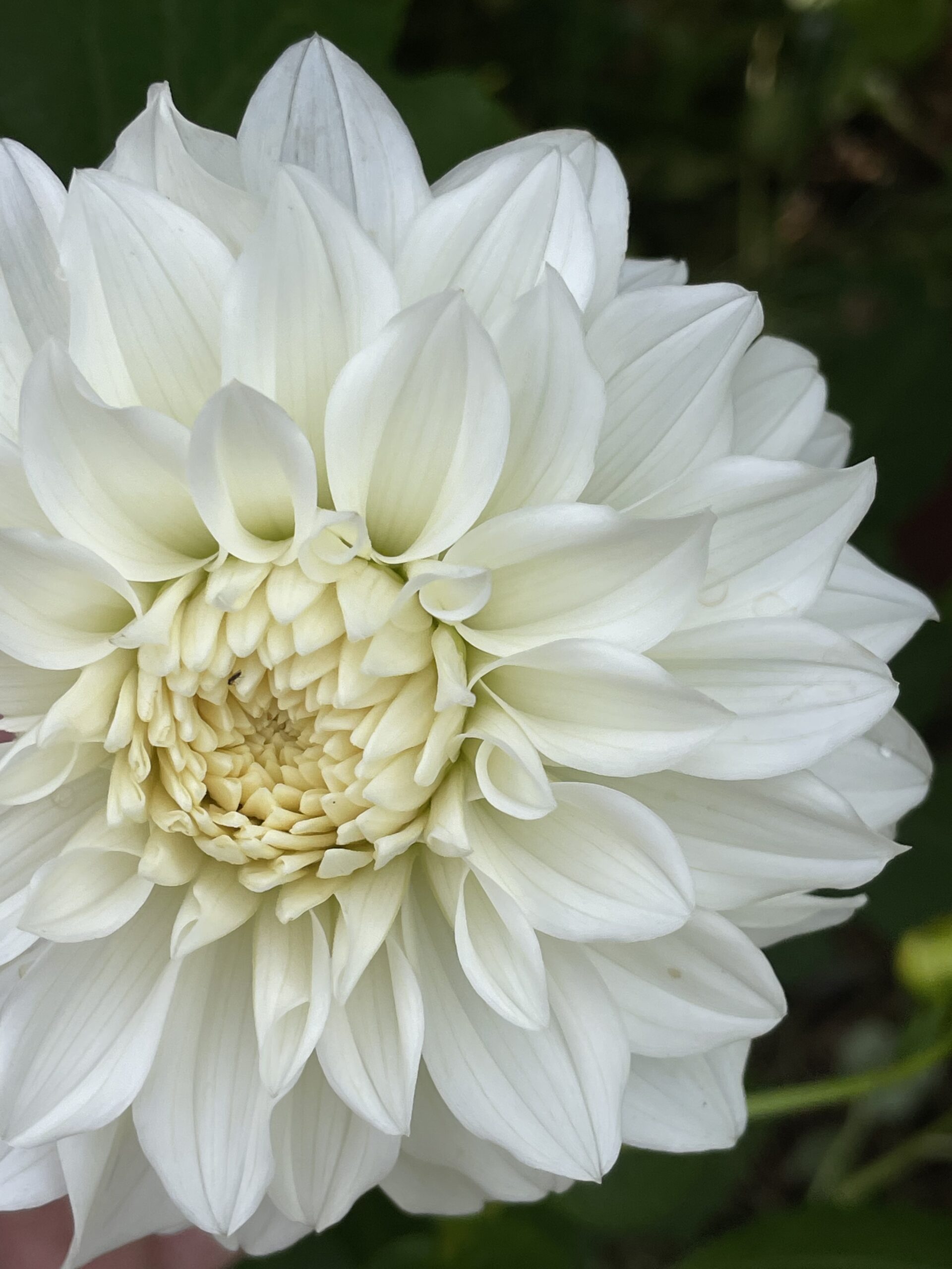 Center Court Dahlias - Wild Horse Gardens, LLC