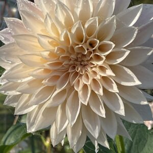 Glowing in the sunlight, the flower fills the frame.