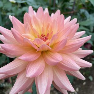 This image shows the flower angled up and the blush pink outer petals fade to a central soft yellow providing a feel of sunrise.