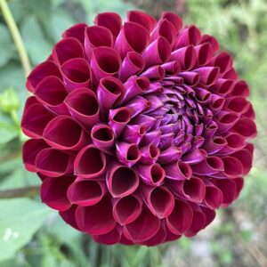 Taken from the left of the flower with the bloom angled to the right shows the symmetry of the petals in the ball dahlia.