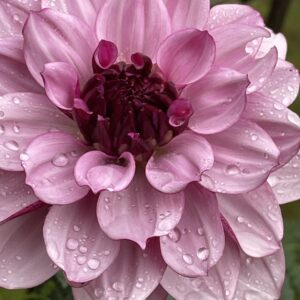 Full frame bloom showing the pale top petals. At the center, where the petals have yet to open are the dark wine colored under belly of the petals.
