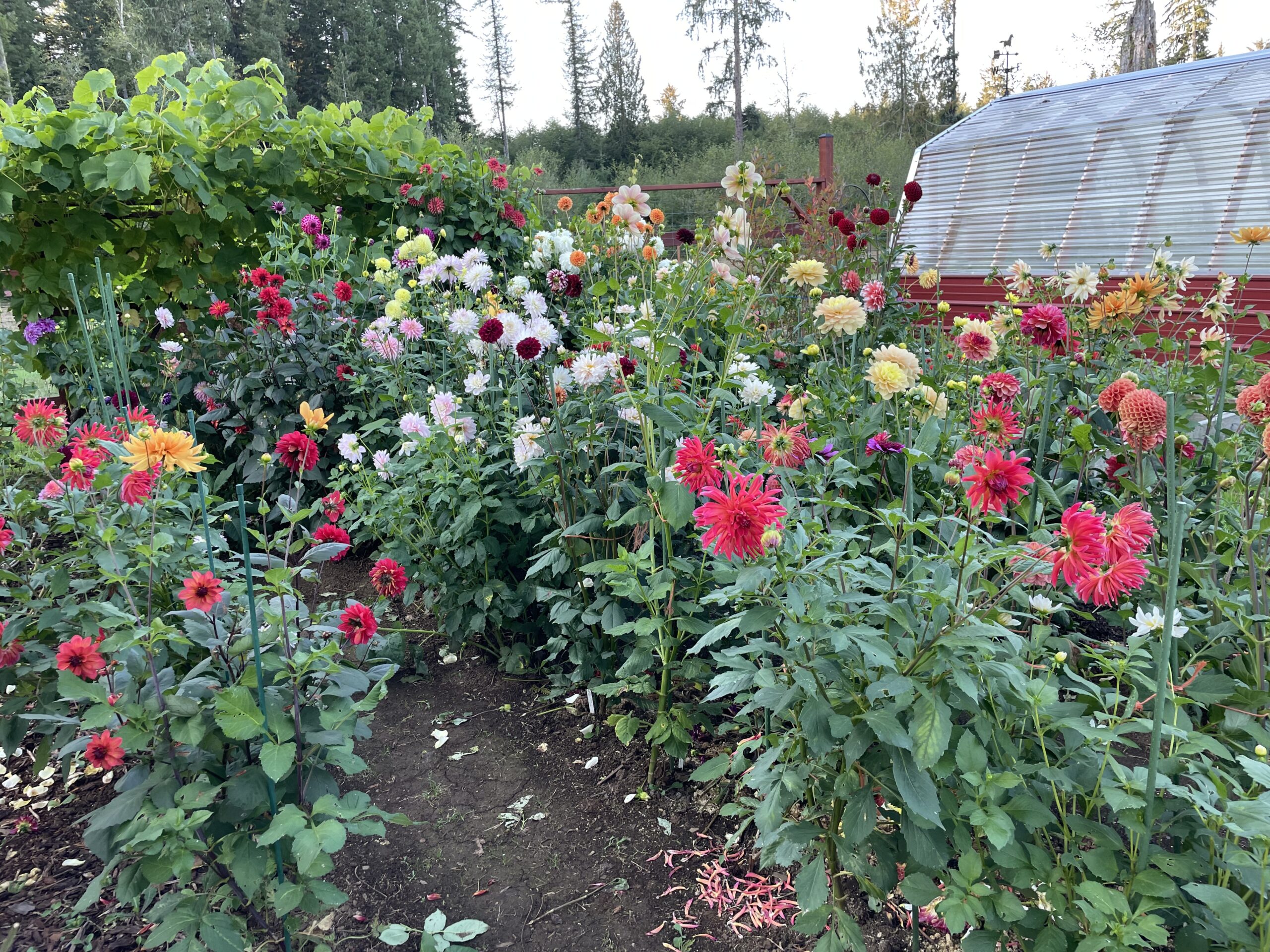 All three dahlia rows of 2022are visible here with the patch in full bloom.