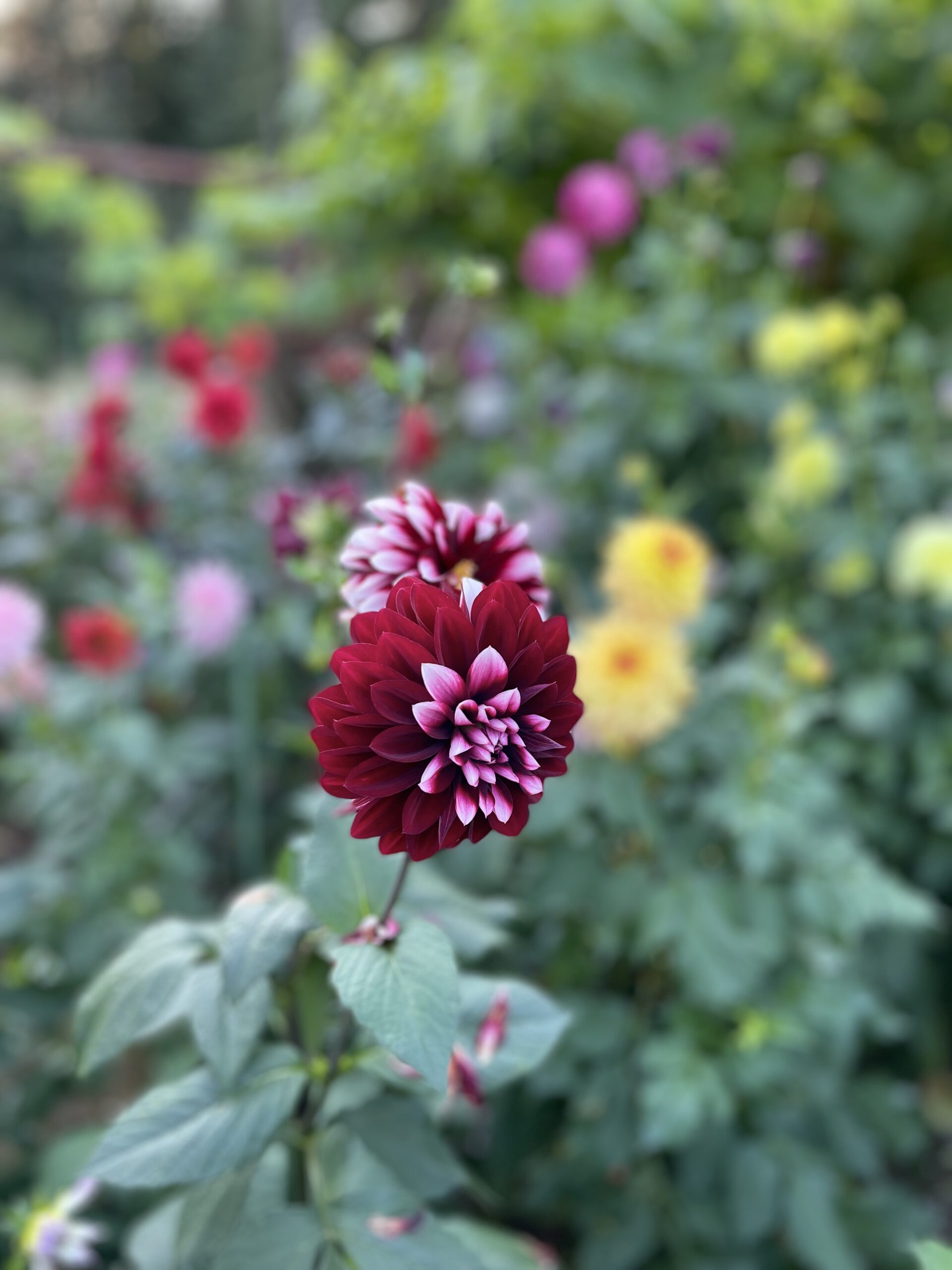 Taken in a studio mode, the flowers are in focus, but everything in the background is blurred. This picture shows two blooms in the center of deep dark red with a few white petals in the center.
