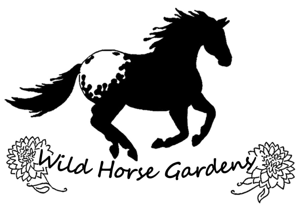 This image shows a blanketed appaloosa horse running to the right in black and white silhouette. Below are two dahlia sketches sandwiching the words Wild Horse Gardens.