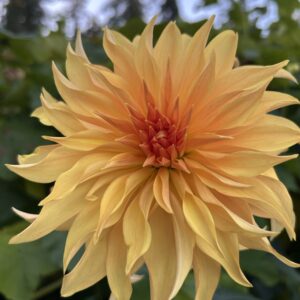 Bloomquist Snickerdoodle Dahlias