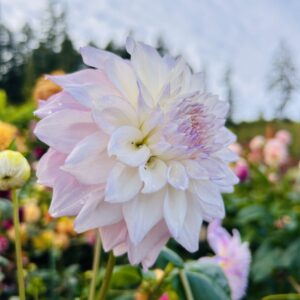 Lee's Blushed Charmeuse