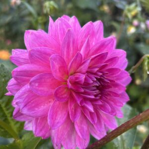 Hollyhill Gordon Dahlias