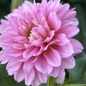 Angled to the upper left, this Hollyhill Pinkie dahlia is almost solid pink in medium tones.