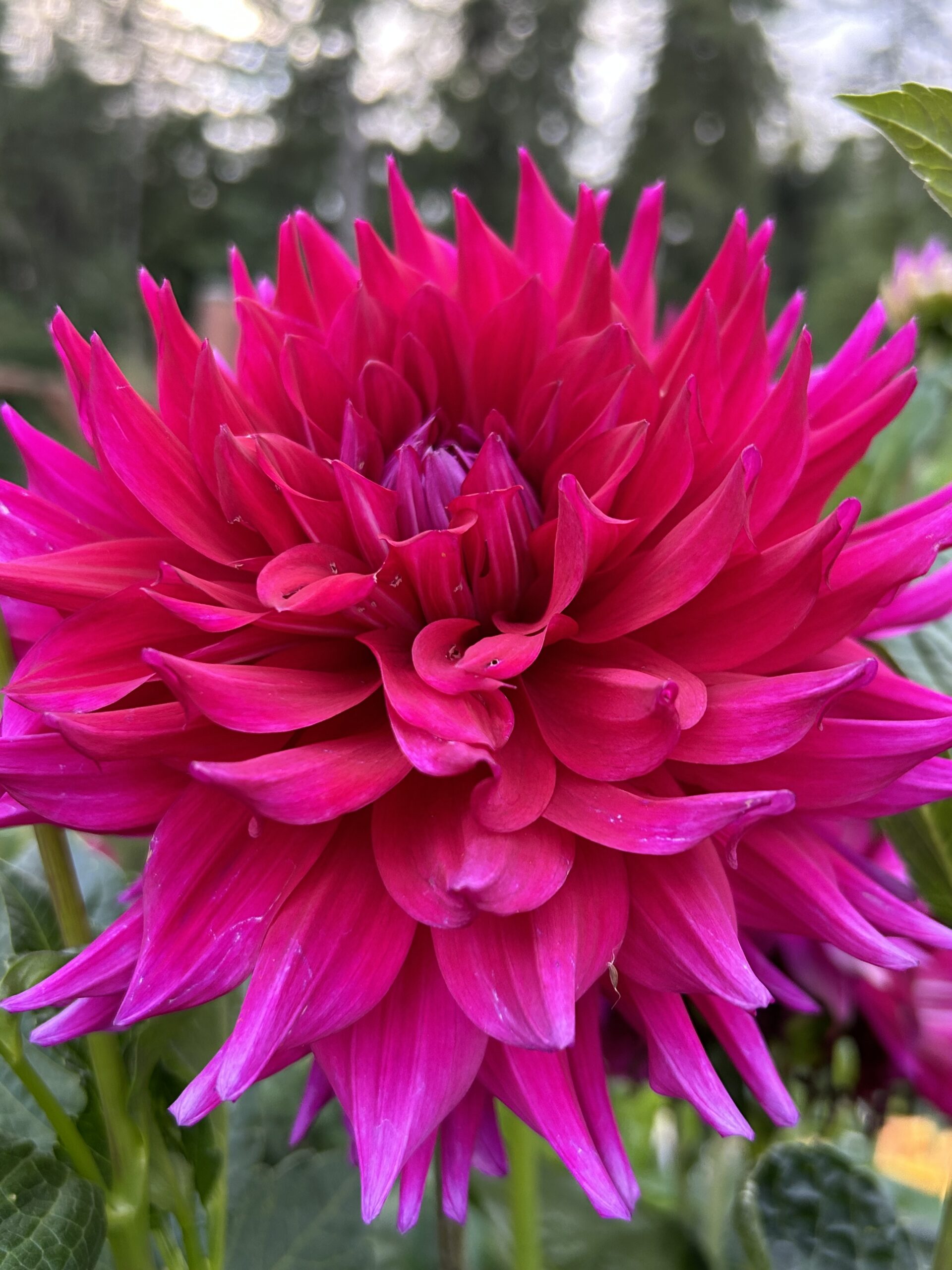 Chloe Janae Dahlias - Wild Horse Gardens, LLC