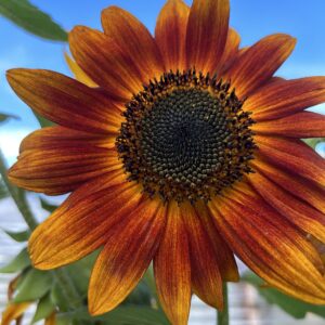 Autumn Beauty Sunflower seeds