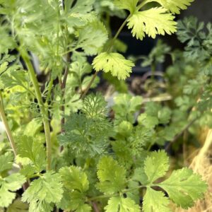 Cilantro/Coriander seed