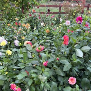 Mixed parent dahlia blended seed