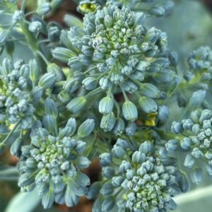 Broccoli Seed