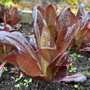 Red romaine lettuce