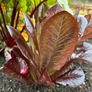 Vegetables and Eatibles