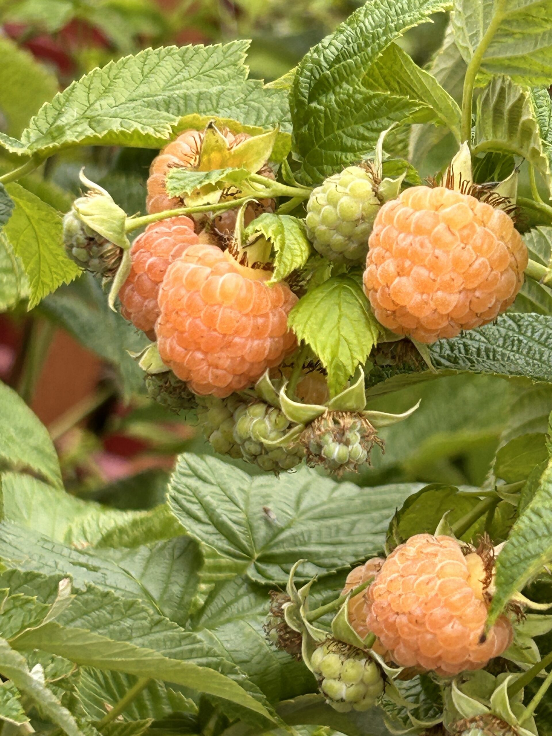 Bare root Golden Raspberry canes- Local Pick Up Only - Wild Horse ...