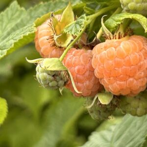 Bare root Golden Raspberry canes- Local Pick Up Only