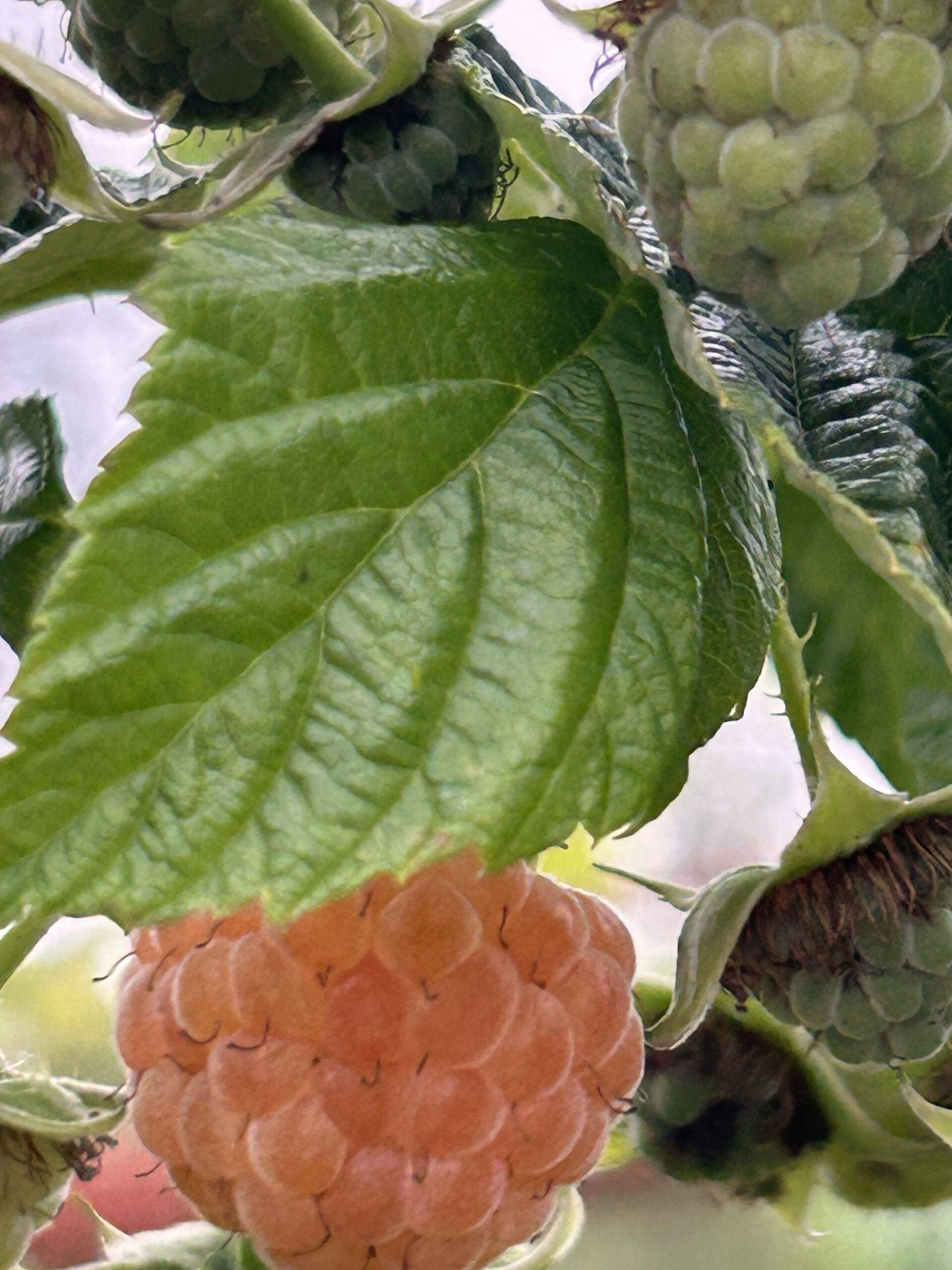Potted 1 gallon Golden Raspberry canes- Local Pick Up Only - Wild Horse ...