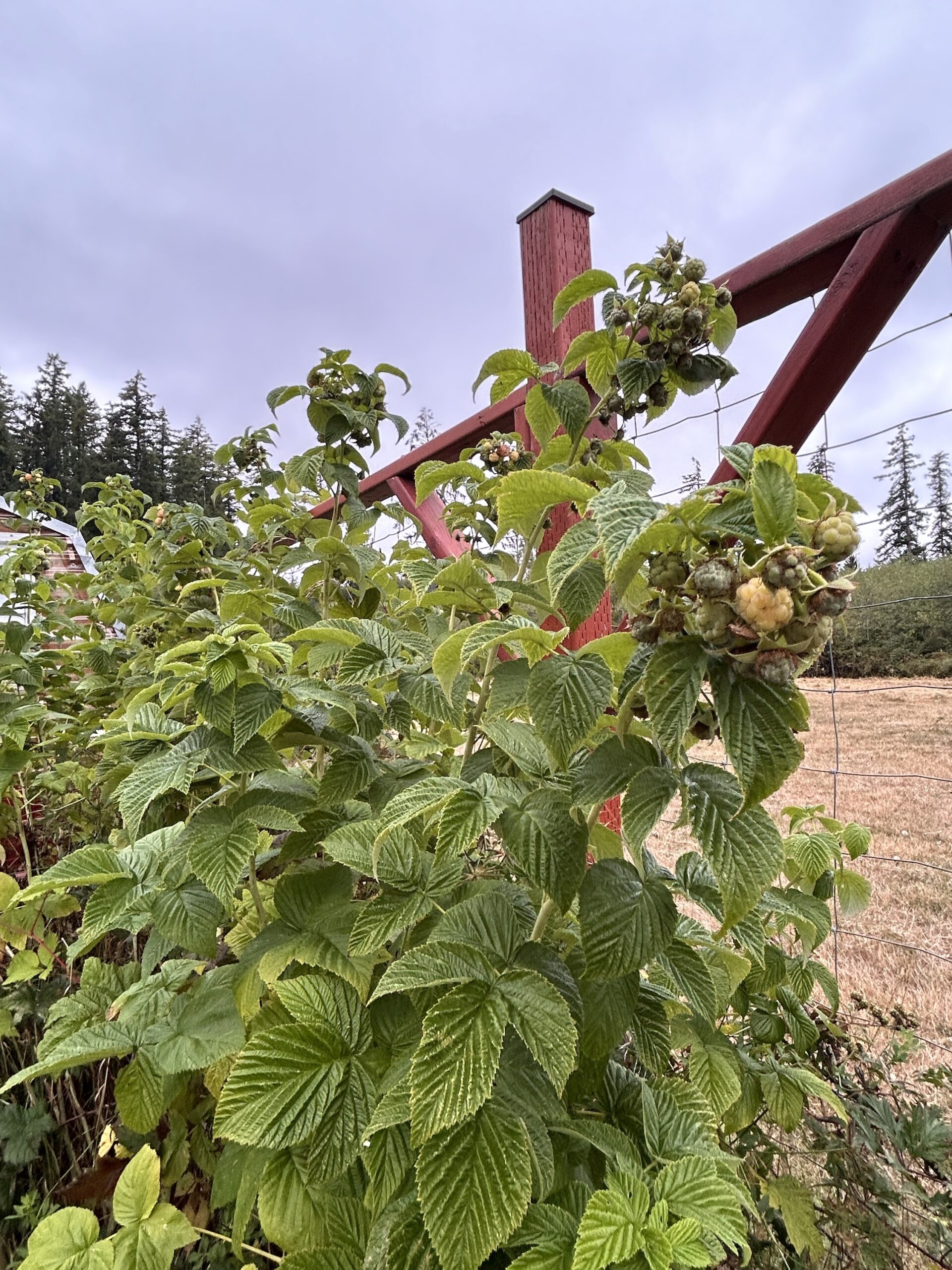 Potted 1 gallon Golden Raspberry canes- Local Pick Up Only - Wild Horse ...