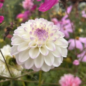 Centered is the white bloom with lavender center.