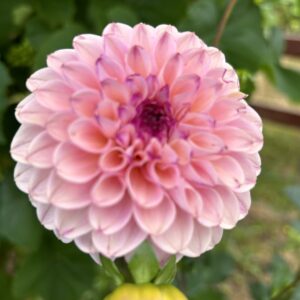 Wine Eyed Jill dahlia  seed