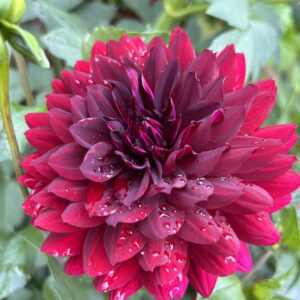 Hollyhill Black Widow