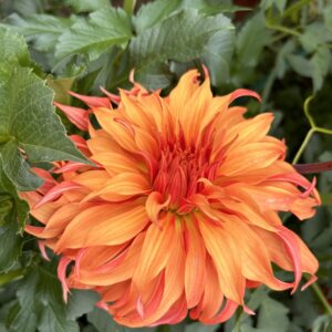 Bloomquist Jean dahlia