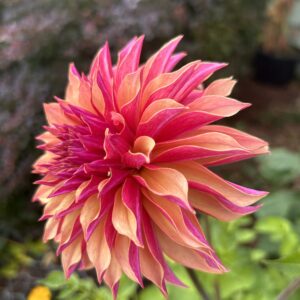 Rivers Elizabeth Dahlia