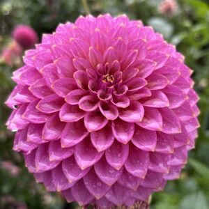 Skipley Spot of Gold