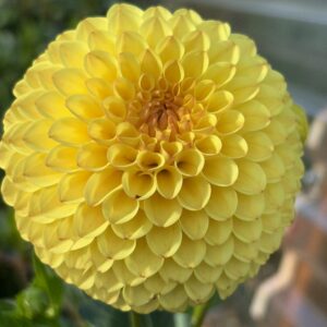 Hollyhill Golden Boy has a bright yellow body and darker almost gold center.