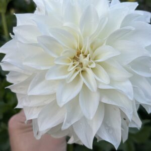 Lady Liberty Dahlias