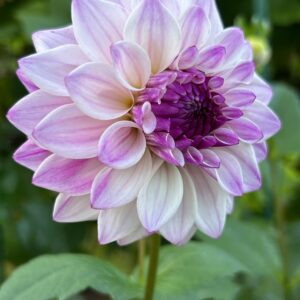Hollyhill Double Take dahlia  seed