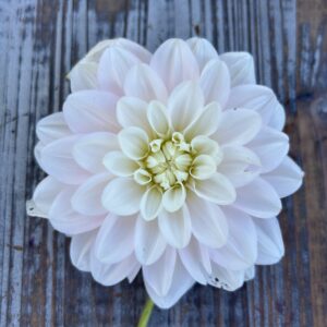 Innocence Dahlias
