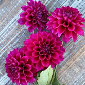 Hollyhill Berry Purple