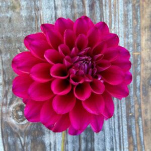 Hollyhill Berry Purple dahlia  seed