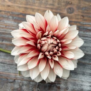 Bloomquist Enriching dahlias