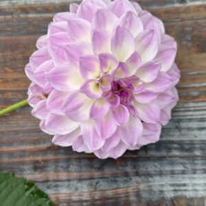 Petite flower with white center and lavender outer petals.