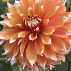 Bloomquist Candy Corn