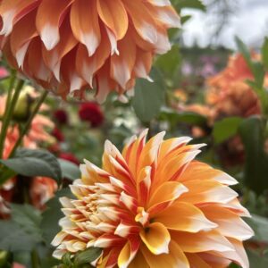 Bloomquist Candy Corn dahlia  seed