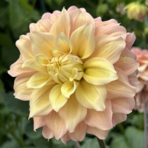 Lee's Sugaree Dahlia